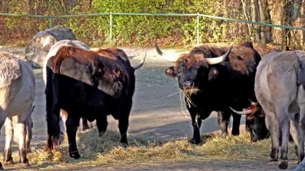 Heck Cattle Bos Primigenius Taurus Claimed Resemble Extinct Aurochs Domestic — Stock Video
