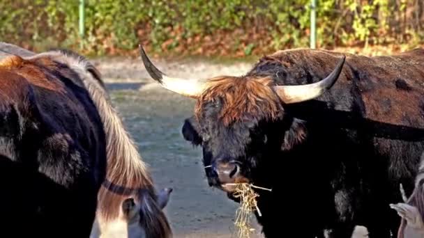 Heck Dobytek Bos Primigenius Taurus Tvrdil Podobá Vyhynulým Aurochům Domácí — Stock video