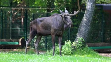 Geyik ya da geyik, Alces Alces geyik familyasındaki en büyük türdür. Geyikler, erkeklerin geniş, düz ya da palmat boynuzlarıyla ayırt edilir..