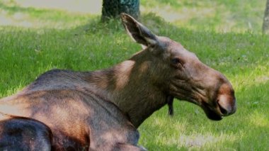Geyik ya da geyik, Alces Alces geyik familyasındaki en büyük türdür. Geyikler, erkeklerin geniş, düz ya da palmat boynuzlarıyla ayırt edilir..