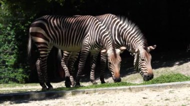 Hartmann dağ zebrası Equus zebra hartmannae, Angola 'nın güneybatısında ve Namibya' nın batısında bulunan bir dağ zebrası alt türüdür..