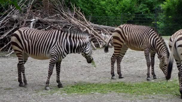 Equus Zebra Hartmannae Una Subespecie Cebra Montañosa Que Encuentra Extremo — Vídeo de stock