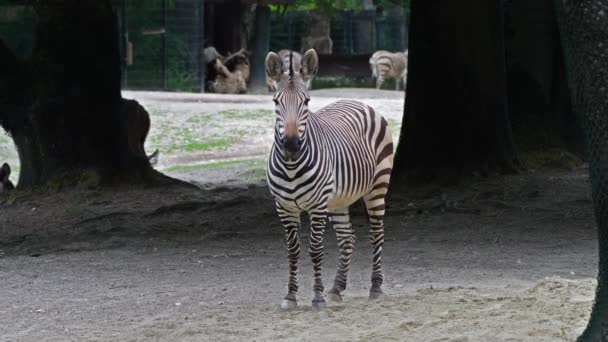 Zebra Górska Hartmanna Equus Zebra Hartmannae Jest Podgatunkiem Górskiej Zebry — Wideo stockowe