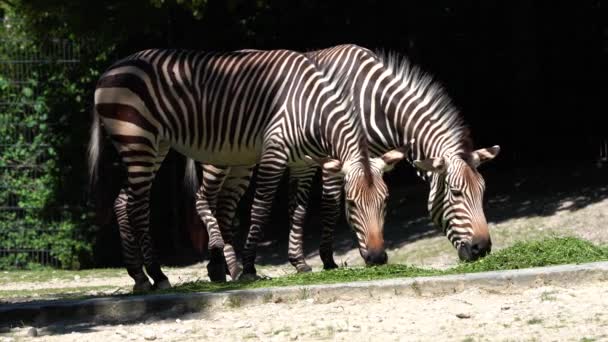 Hartmanns Bergzebra Equus Zebra Hartmannae Underart Till Den Bergzebra Som — Stockvideo