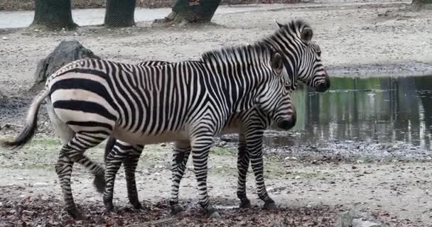 Hartmanns Bergzebra Equus Zebra Hartmannae Underart Till Den Bergzebra Som — Stockvideo