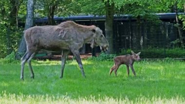 Geyik ya da geyik familyası olan Alces Alces, geyik familyasının en büyük türüdür. Geyikler, erkeklerin geniş, düz ya da palmat boynuzlarıyla ayırt edilir..