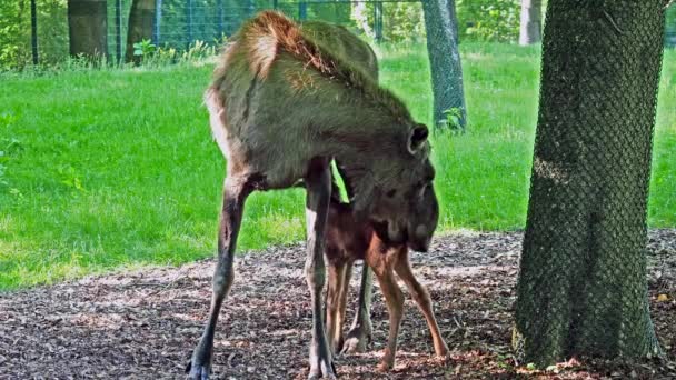 麋鹿或麋鹿科 是鹿科中现存的最大物种 驼鹿的特征是雄鹿的宽 平或苍白的鹿角 — 图库视频影像