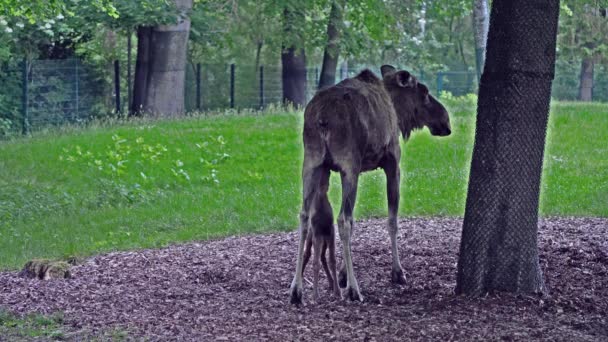 Family Moose Elk Alces Alces Largest Extant Species Deer Family — Stock Video