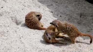 Meerkat, Suricata Suricatta hoplayıp zıplıyorlar ve birbirleriyle dövüşüyorlar.