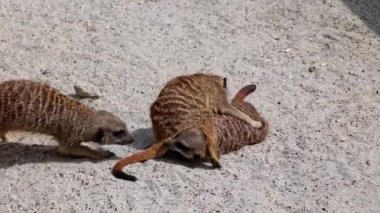 Meerkat, Suricata Suricatta hoplayıp zıplıyorlar ve birbirleriyle dövüşüyorlar.