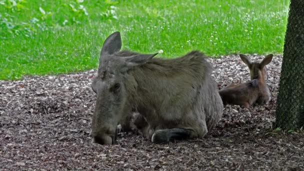 ムースやエルクの家族は アルスアルスは鹿の家族の中で最大の現存種です ムースは雄の広さ 平らさ または掌状の角で区別される — ストック動画