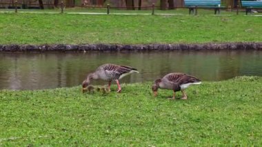 Küçük bebekleri olan gri lag kazları ailesi. Gri-lag kaz, Anser anser, Anatidae familyasından bir kaz türü.