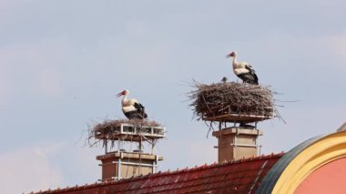 Beyaz leylek, ağustos böceği, Avrupa 'da Oettingen, Swabia, Bavyera, Almanya' da yuvada küçük bebekler. Ciconia ciconia leylek familyasından bir kuş türü. Tüyleri çoğunlukla beyazdır.