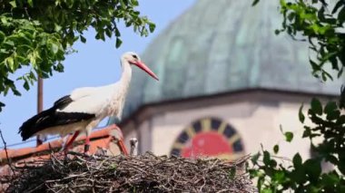 Beyaz leylek, ağustos böceği, Avrupa 'da Oettingen, Swabia, Bavyera, Almanya' da yuvada küçük bebekler. Ciconia ciconia leylek familyasından bir kuş türü. Tüyleri çoğunlukla beyazdır.