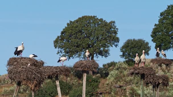 Ciconia Ciconia Weißstorchkolonie Einem Geschützten Gebiet Naturdenkmal Los Barruecos Malpartida — Stockvideo