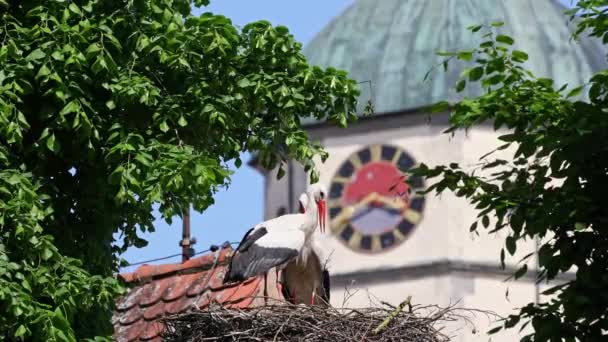Bocian Biały Ciconia Ciconia Małymi Dziećmi Gnieździe Oettingen Swabia Bawaria — Wideo stockowe