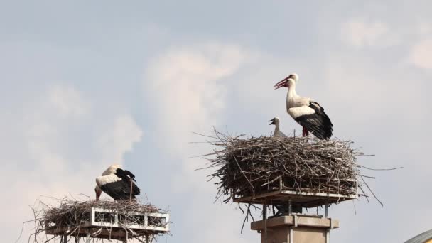 White Stork Ciconia Ciconia Μικρά Μωρά Στη Φωλιά Στο Oettingen — Αρχείο Βίντεο