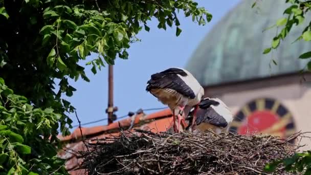 Weißstorch Ciconia Ciconia Mit Kleinen Babys Auf Dem Nest Schwäbischen — Stockvideo