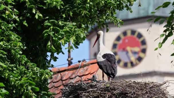 欧洲巴伐利亚 斯瓦比亚 Oettingen的白色斯托克 西科尼亚 带着小孩的锡科尼亚 锡孔尼亚 Ciconia Ciconia 是鹤科中的一种鸟类 羽毛主要是白色的 — 图库视频影像