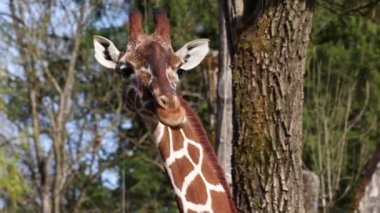 Zürafa, Zürafa camelopardalis, Afrika 'nın tek ayak parmaklı tek parmaklı, yaşayan en uzun boylu, en uzun boylu kara hayvanıdır..