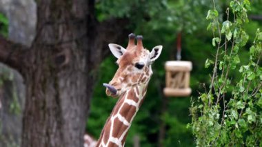 Zürafa, Zürafa camelopardalis, Afrika 'nın tek ayak parmaklı tek parmaklı, yaşayan en uzun boylu, en uzun boylu kara hayvanıdır..