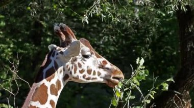 Zürafa, Zürafa camelopardalis, Afrika 'nın tek ayak parmaklı tek parmaklı, yaşayan en uzun boylu, en uzun boylu kara hayvanıdır..