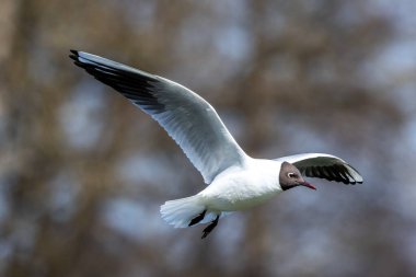 Kroicocephalus ridibundus, Almanya 'nın Münih kentindeki İngiliz Bahçesi' nde bir gölün üzerinde uçuyordu. Yetişkin kış tüyleri