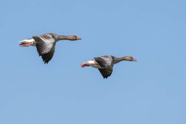 Anser anser, Anatidae familyasından Anatidae familyasından bir kaz türü. Burada havada uçuyor..