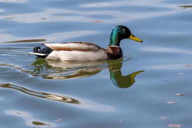 Yaban ördeği, Anas Platyrhynchos bir amatör ördektir. Burada Münih, Almanya 'da bir gölde yüzüyorlar.