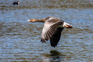 Anser anser, Anatidae familyasından Anatidae familyasından bir kaz türü. Burada havada uçuyor..