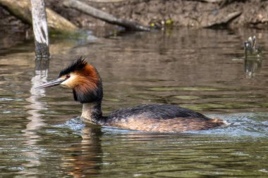 Great Crested Grebe, Podiceps kristali turuncu güzel renklerle, kırmızı gözlü bir su kuşu. Eski Dünya 'da bulunan en büyük aile üyesidir..