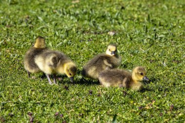 Anser anser, Anatidae familyasından bir kuş türü olan Anatidae familyasından bir kaz türü.