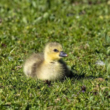 Anser anser, Anatidae familyasından bir kuş türü olan Anatidae familyasından bir kaz türü.