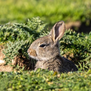 Avrupa tavşanı, ortak tavşan, tavşan, Oryctolagus cuniculus Münih Panzerwiese 'de bir çayırda oturuyor.