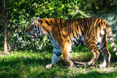 Sibirya kaplanı, Panthera tigris altaica dünyanın en büyük kedisidir.