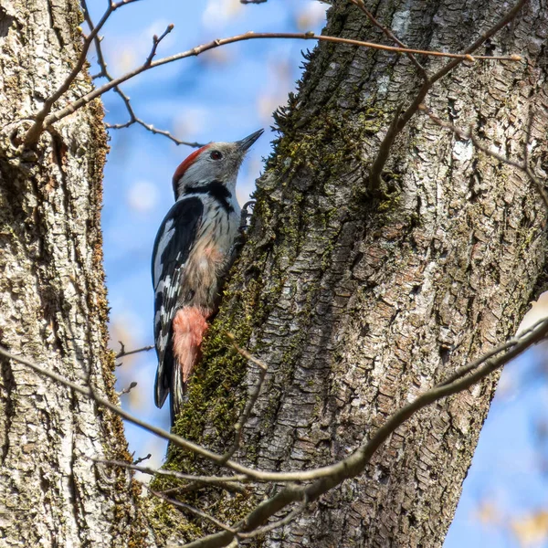 Middle Spotted Woodpecker Leiopicus Medius Beautiful Rare Woodpecker European Forests — Fotografia de Stock
