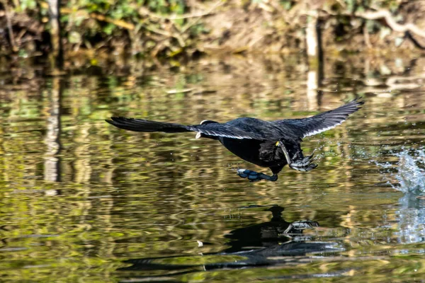 ユーラシア クール フリカ アトラは水を渡って走ることによってお互いを追いかけています 鳥科の一員でもあります鳥科の一員でもあります — ストック写真