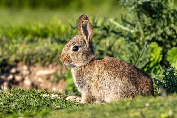 Coniglio Europeo Coniglio Comune Coniglio Oryctolagus Cuniculus Seduto Prato Monaco — Foto Stock