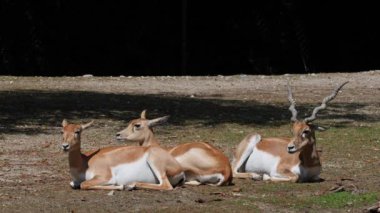 Hint Blackbuck, antilop servicapra ya da Hint antilopları otlak düzlüklerde ve hafif ormanlık alanlarda yaşar. Hızlı hayvanlar, Blackbuck saatte 80 kilometre hızla koşabilir..