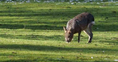 Patagonya Mara 'sı, Dolikotis patagonum. Gine domuzlarının bu büyük akrabaları Arjantin 'in Patagonya bozkırlarında yaygındır ama Paraguay gibi Güney Amerika' nın diğer bölgelerinde de yaşarlar..