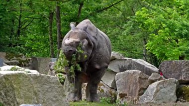 Hintli gergedan, gergedan unicornis de Büyük Tek Boynuzlu Gergedan ve Asyalı Tek Boynuzlu Gergedan olarak adlandırılır ve gergedan familyasına aittir..
