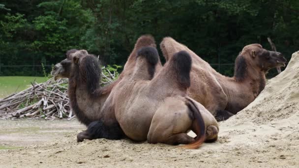 Бактрийские Верблюды Camelus Bactrianus Большой Ровный Копытный Уроженец Степей Центральной — стоковое видео