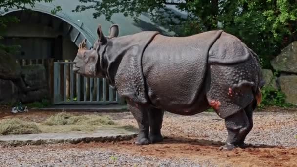 Ινδός Ρινόκερος Rhinoceros Unicornis Ονομάζεται Επίσης Μεγαλύτερος Μονόκερος Ρινόκερος Και — Αρχείο Βίντεο