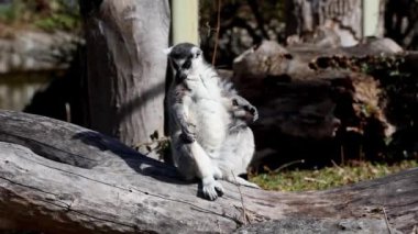 Halka kuyruklu lemur Lemur, Lemur catta uzun, siyah ve beyaz halkalı kuyruğundan dolayı büyük bir strepsirrhine primatı ve en tanınmış lemur türüdür.