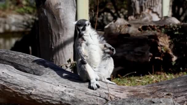 Ringstaartmaki Lemur Catta Een Grote Strepsirrhine Primaat Meest Herkende Maki — Stockvideo