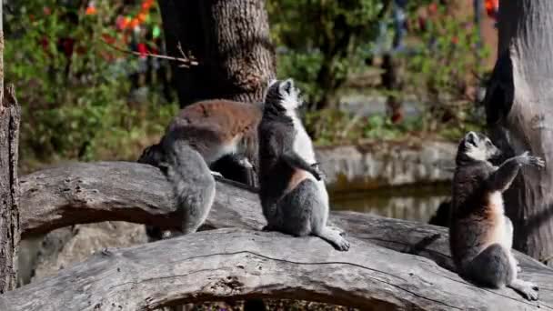 Halka Kuyruklu Lemur Lemur Lemur Catta Uzun Siyah Beyaz Halkalı — Stok video