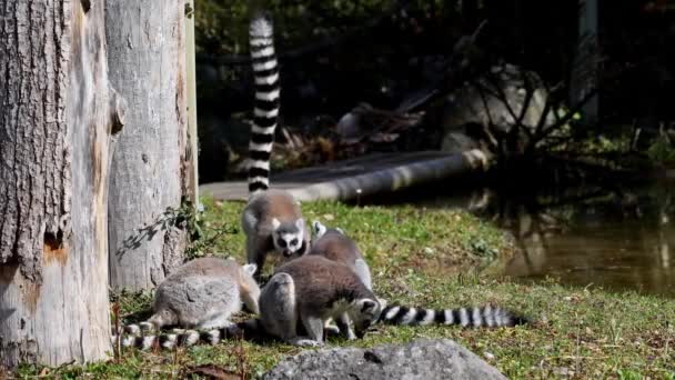 Halka Kuyruklu Lemur Lemur Lemur Catta Uzun Siyah Beyaz Halkalı — Stok video
