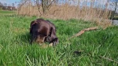 Labrador Retriever, Canis lupus familiaris çim tarlasında. Sağlıklı çikolata rengi labrador retriever Almanya 'da Donauwoerth, Bavyera' da eğleniyor.