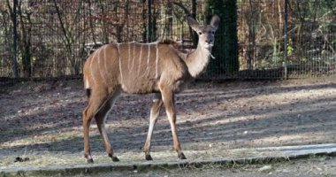 Büyük kudu, yayılım gösterir: strepsiceros Doğu ve Güney Afrika boyunca bulunan ormanlık bir antilop olduğunu..