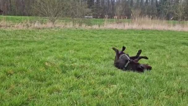 拉布拉多猎犬 在草场上熟悉的金丝雀 在德国巴伐利亚的多诺沃尔斯 健康的巧克力棕色拉布拉多犬在户外玩乐 — 图库视频影像